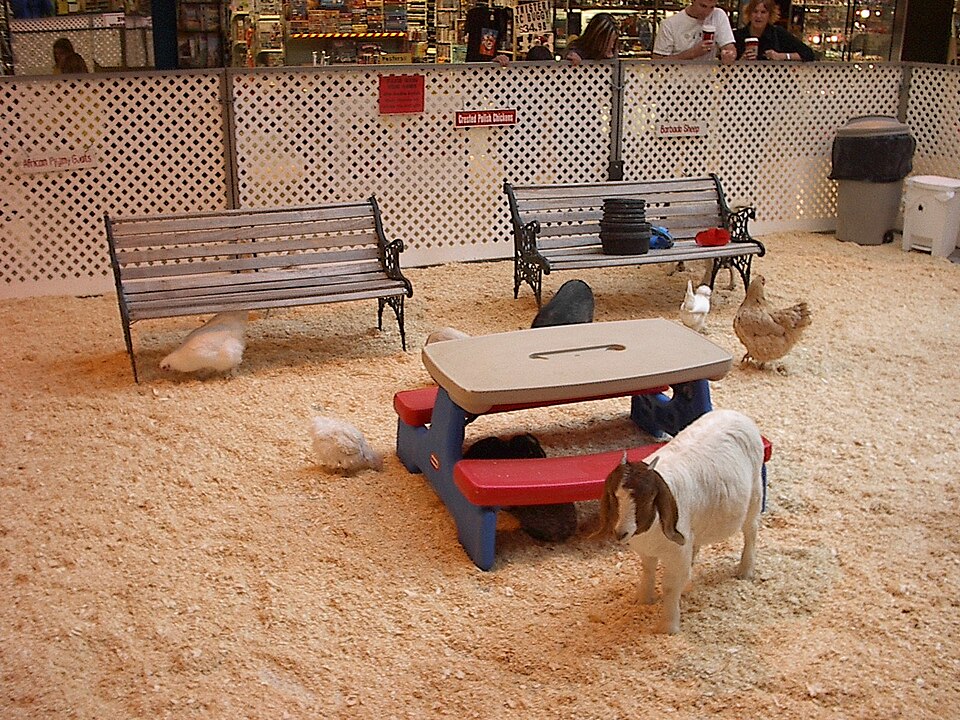 Kinderboerderij: Het Langoortje